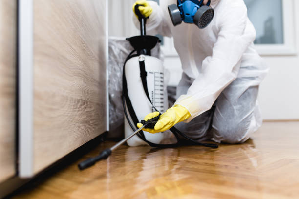 Best Wasp Removal Services  in Woodstock, IL
