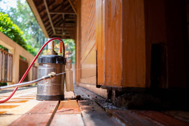 Wasp Removal Services in Woodstock, IL
