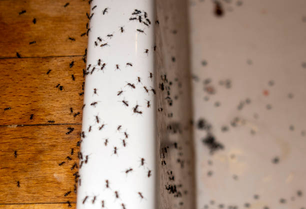 Best Emergency Pest Control  in Woodstock, IL