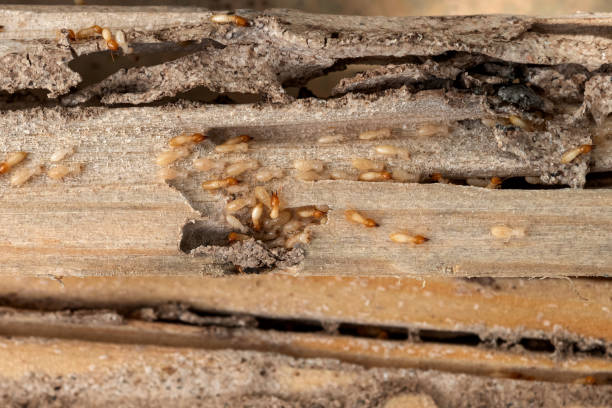 Best Affordable Pest Control Services  in Woodstock, IL