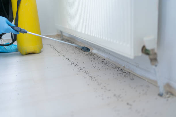 Best Insect Control  in Woodstock, IL